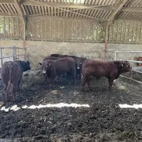 litière de déchets verts compostés pour des broutards salers