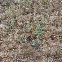sécheresse prairie temporaire Manche retour de la pluie août 2026