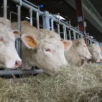 <em class="placeholder">Elevage charolais. alimentation. bovins viande. bovin allaitant. vaches au cornadis. fourrage. foin. bÃ¢timent. stabulation. d
