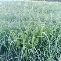 <em class="placeholder">parcelle de teff grass le 31 août 2026</em>