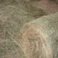 <em class="placeholder">balle ronde de foin de prairie naturelle déroulée au sol en bâtiment bovins viande</em>