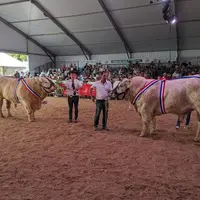 <em class="placeholder">Vautrait et Texan, taureaux charolais</em>
