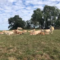 <em class="placeholder">Vaches blondes d'Aquitaine dans Prairies. </em>