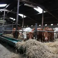broutards charolais et limousins à l'auge