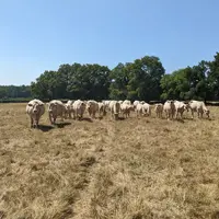 vaches charolaises dans une prairie grillée par la sécheresse