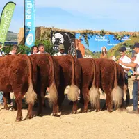 concours national Salers 2026