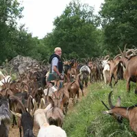 En pâturant prairies, sorgho et sous-bois, les chèvres de Denis Sauveplane produisent environ 700 kilos de lait bio par an qui servent à produire de s