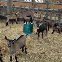 Engraissement de chevreaux lourds, race Alpine, chevreaux dans aire paillée