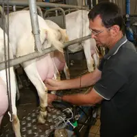Les primipares représentent un tiers des lactations qualifiées.