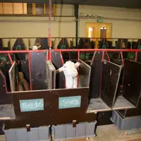 Les auges des chèvres en cases individuelles étaient placées sur des balances électroniques qui pesaient le reste de la ration toutes les deux minutes
