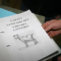 L'étude des bilans sanitaires en Poitou-Charentes indique que la paratuberculose ne s'exprime que dans 20 % des cheptels caprins. La maladie serait né
