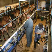 Environ un tiers des éleveurs avec plus de dix chèvres font appel aux services du contrôle laitier.