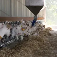 Le prix des matières premières doit inciter à vérifier sa ration et à la réajuster si besoin en fonction du lait réellement produit.