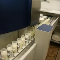 Pour les auteurs sardes, le haut niveau de cellules somatiques en chèvre serait en fait lié à la sécrétion apocrine du lait, c’est à dire que le produ