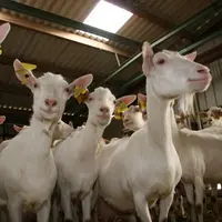 En sept ans, le nombre de chèvres en France a augmenté de 3 % alors que la quantité de lait a bondi de 12 %.