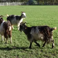 L’écomusée du Pays de Rennes allie la découverte de plusieurs siècles d’agriculture à la conservation génétique animale.