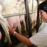 La monotraite permet de baisser rapidement la production de lait. En repassant en bitraite, on retrouvera une partie du volume initialement perdu.