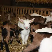 "Deux sûretés valent mieux qu’une", nous apprennent les chevreaux en demandant de montrer pattes blanches en plus du mot de passe...