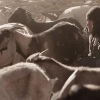 La maigre pitance du désert d'Atacama permet aux chèvres de produire en moyenne 80 kilos de lait par an. Image tirée du film Les soeurs Quispe sorti e