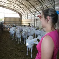 Passer du temps dans la chèvrerie à observer ses animaux permet de déceler les premiers signes d’un disfonctionnement alimentaire.