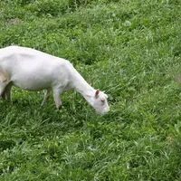 Les antiparasitaires de synthèse montrent leurs limites...
