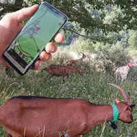 Le GPS permet d'observer le comportement des chèvres dans les parcours.