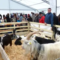 Prix spéciaux des concours Saanen, Alpine et chèvre des Savoie