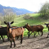 La filière caprine attire les jeunes éleveurs principalement dans la production fermière.