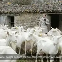 Le journaliste reprend du métier en compagnie d'un troupeau de chèvres.