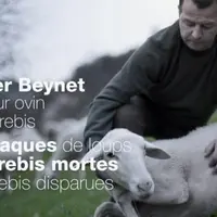 Le loup fait autant de dégât économique que psychologique.