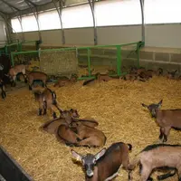 Pour les chevrettes, les bâtiments tunnels restent plus intéressants avec un investissement de 120 euros par chevrette contre 220 euros pour les bâtim
