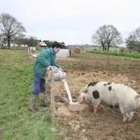 40 % des 66 fromagers du réseau d’élevage suivis par l’Institut de l’élevage distribuent le lactosérum aux porcs ou aux chèvres. Une pratique adoptée