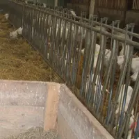 Le passage à une ration sèche s'est fait sans difficultés et a supprimé les problèmes de qualité d'herbe et de changements alimentaires.