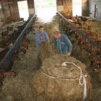 En visant un maximum d’autonomie alimentaire,
des éleveurs de chèvres privilégient les fourrages produits
sur leur ferme.