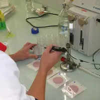 MÊME SI LE RISQUE ZÉRO N'EXISTE PAS, les chercheurs montrent que la biodiversité microbienne des fromages au lait cru présente un grand intérêt pour l