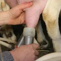 La pénurie de lait de chèvre aide aussi aux négociations commerciales.