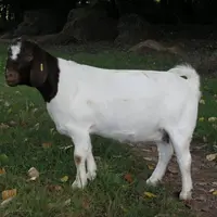Originaire d’Afrique du Sud, la chèvre boer est réputée mondialement pour ses qualités bouchères.