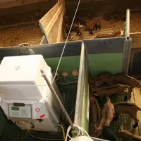 La station d’allaitement est composée d’une louve reliant des tétines enchâssées dans des cloisons en PVC et posée sur caillebptis.