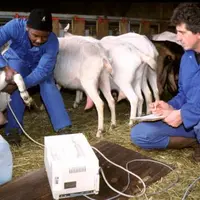 La gestion de la reproduction évolue avec la possibilité de retarder les mises bas et des inséminations avec moins d'hormones.