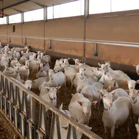 Le Gaec La Cabriole a bénéficié d’une subvention de 30 % sur un pré-refroidisseur à lait, une louve et un rideau motorisé pour la ventilation du bâtim