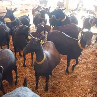 Les chèvres Murciano-Granadina ont produit autant de lait quand elles étaient placées entre 30 et 37 °C que quand elles étaient à 15-20 °C.