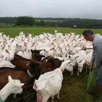 Une mise à l'herbe précoce permet de maintenir la pousse de l'herbe.