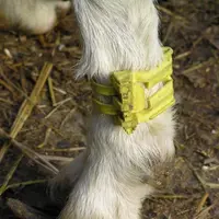 La bague évolutive peut être posée dés l'âge de trois mois.