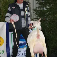 Bruno Frère de l'EARL Lait's go à Benet (85)