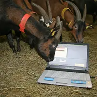 Pour certains éleveurs, les logiciels d’élevages sont devenus des outils aussi indispensables que la machine à traire.