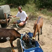 Non, il ne faut pas mille litres d’eau pour faire un litre de lait…