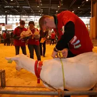 Les animaux sont examinés et mesurés attentivement...