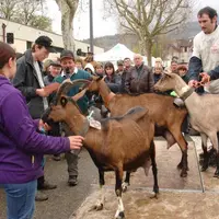 Plus de cent chèvres, Alpine, Saanen, ou des Savoie ont été présentées lors du concours. Contrôle laitier qualitatif, conformation de la mamelle et mo