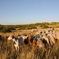 Les chèvres sont plus sensibles au virus, alors que les moutons ont une expression plus discrète de la maladie.