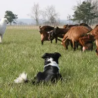 Bien éduqué, un chien de conduite de troupeau peut mettre son intelligence et sa ténacité au service de l’éleveur.